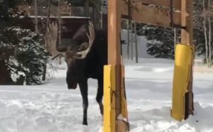 Snowboarders Chased By Aggressive Bull Moose In Breckenridge